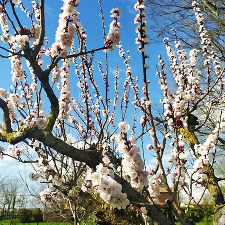 La Rosa Selvatica 3* Ravarino