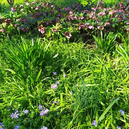 Frühstückspension La Rosa Selvatica