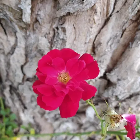 La Rosa Selvatica Frühstückspension