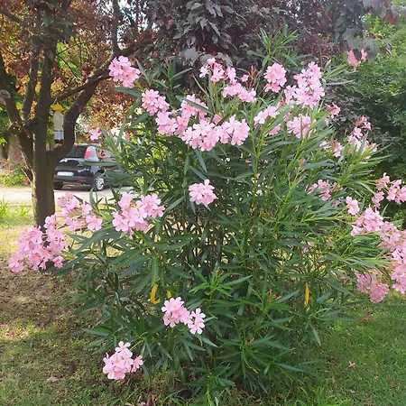 La Rosa Selvatica Ravarino