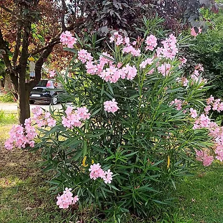 La Rosa Selvatica Frühstückspension Ravarino