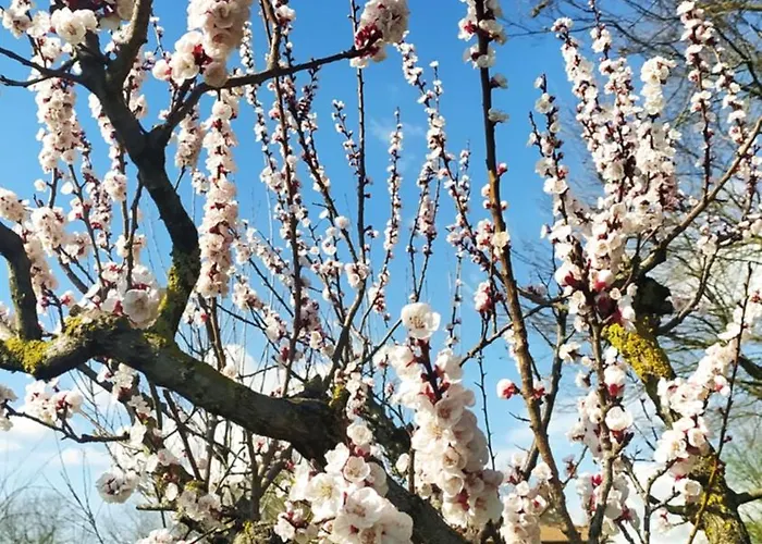 La Rosa Selvatica 3* Ravarino