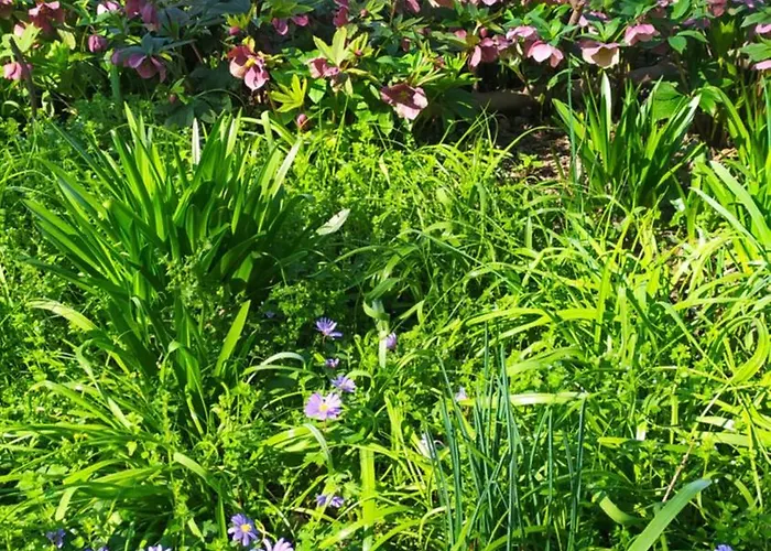 住宿加早餐酒店 La Rosa Selvatica