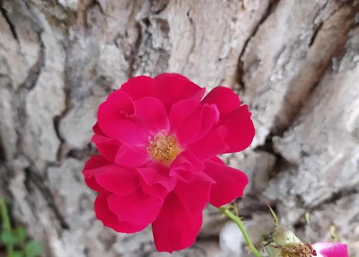 La Rosa Selvatica Bed & Breakfast