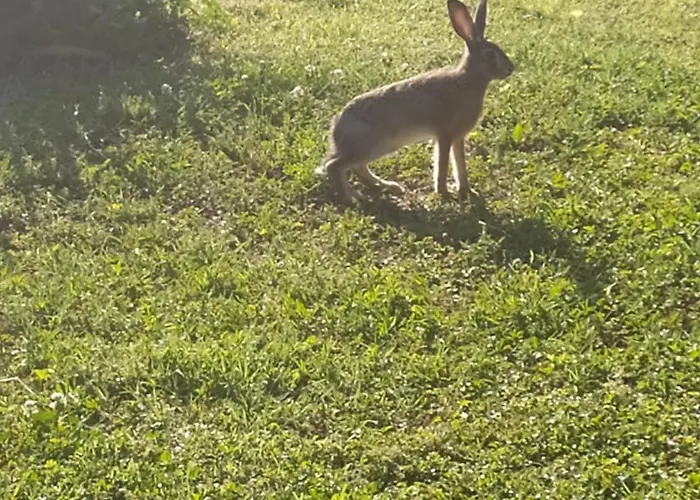 La Rosa Selvatica 住宿加早餐酒店 3*