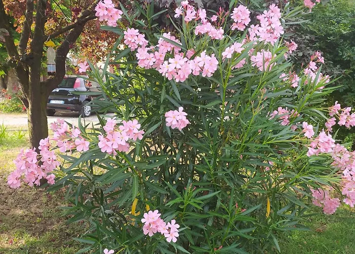 La Rosa Selvatica Ravarino
